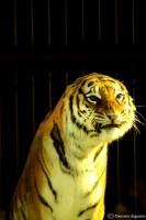 /album/animaux/fauves-9-jpg/